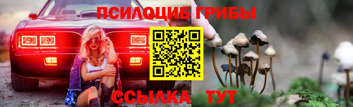 Псилоцибиновые грибы Psilocybe Великие Луки